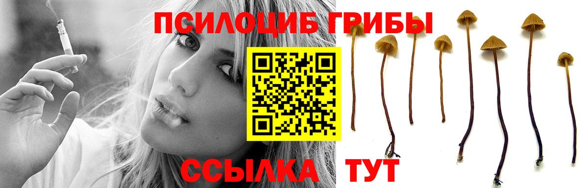 Псилоцибиновые грибы Cubensis  где продают   Кириши  Вход с VPN 